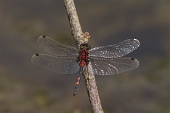 David Plant Photography - Wildlife Photography - White-faced darter - G